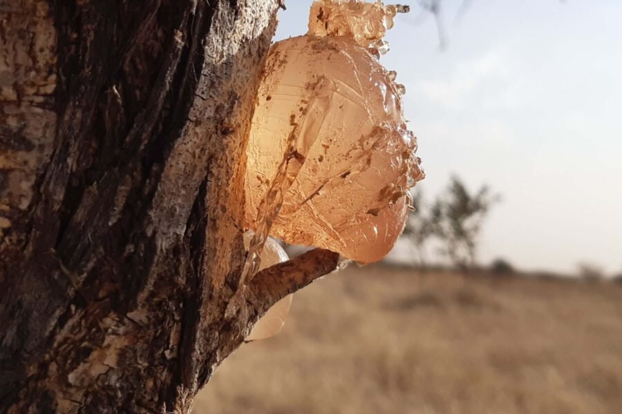 Raw gum arabic resin on the tree