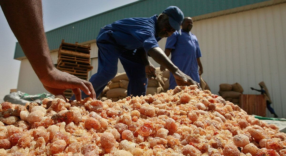 Receiving and sorting raw gum arabic